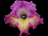 (image for) Streptocarpus - Mira