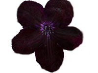 (image for) Streptocarpus - Morion