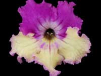 (image for) Streptocarpus - Nina