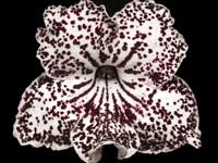 (image for) Streptocarpus - On Mexendi