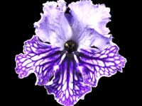 (image for) Streptocarpus - RS-Ostrazhniy Rytsar