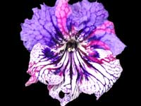 (image for) Streptocarpus - Rays of Hope