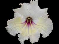 (image for) Streptocarpus - Roma