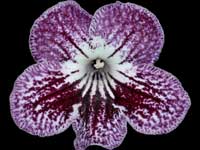 (image for) Streptocarpus - Rondul's Kazia