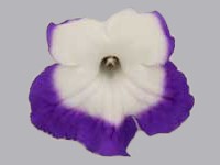 (image for) Streptocarpus - Roulette Azur