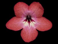 (image for) Streptocarpus - Salmon Sunset
