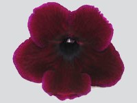 (image for) Streptocarpus - Sangria