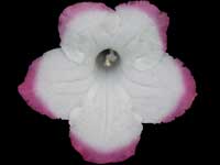 (image for) Streptocarpus - Saturn