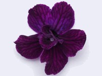(image for) Streptocarpus - Sensation