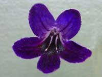 (image for) Streptocarpus - Snowy Night