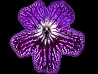 (image for) Streptocarpus - Somerset Indigo Ice