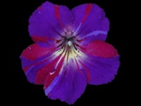 (image for) Streptocarpus - Spin Art