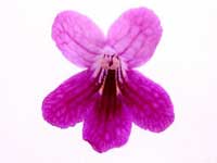 (image for) Streptocarpus - Suzie Cutie