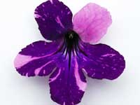(image for) Streptocarpus - Tar Jars Roger W