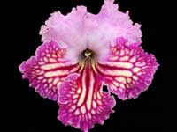 (image for) Streptocarpus - Telma