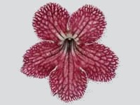 (image for) Streptocarpus - Trina Ballerina