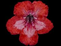 (image for) Streptocarpus - True Passion