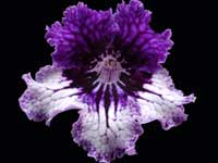 (image for) Streptocarpus - TsF Gisele