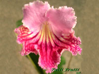 (image for) Streptocarpus - Tutti Frutti