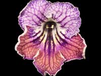 (image for) Streptocarpus - UA Mavka