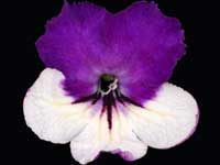 (image for) Streptocarpus - Versace
