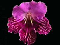 (image for) Streptocarpus - Vieve