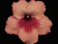 (image for) Streptocarpus - Vmee's Mimosa