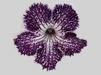 (image for) Streptocarpus - Web of Intrigue