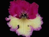 (image for) Streptocarpus - Wow