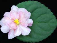 (image for) Summer Comfort