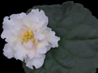 (image for) Sunkissed Rose