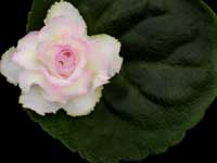 (image for) Sunshine Girl