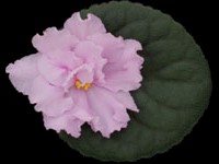 (image for) Super Duper (Lyon's)