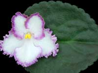 (image for) Sweet Affair