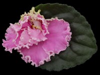 (image for) Sweet Lady Love