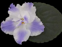 (image for) Taffeta Blue