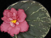 (image for) Tahitian Sunset