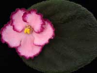 (image for) Tequila Rose