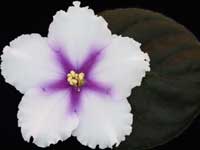 (image for) Texas Stardom