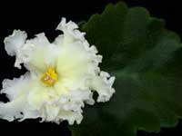 (image for) Tropical Sunshine