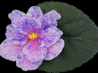 (image for) Twinkle Twirl