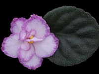 (image for) Twist 'n' Shout