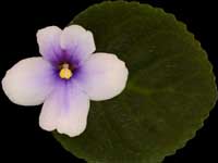 (image for) S. clone velutinus lite