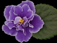 (image for) Watermelon Bay