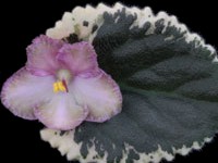 (image for) Wild Irish Rose