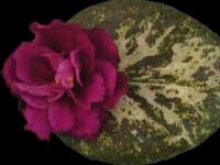 (image for) Witch Doctor