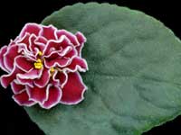 (image for) Zoe (Lyon's)