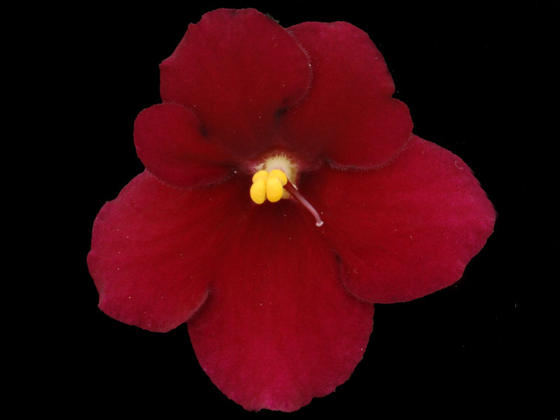 (image for) Aca's Red Ember