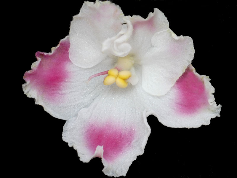 (image for) Aca's Summer Parfait