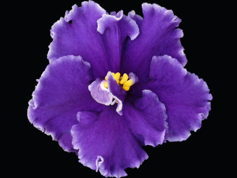 (image for) Adventurous Owen